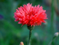 Mobile Preview: Kornblume "Red Ball" - Centaurea cyanus
