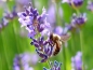 Mobile Preview: Echter Lavendel - Lavandula angustifolia