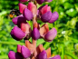 Mobile Preview: Lupine - Lupinus "Cardinal Blossom"