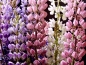 Mobile Preview: Stauden Lupine MIX - Lupinus