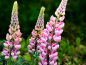 Preview: Rosa Stauden Lupine - Lupinus "Russell"