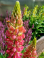 Preview: Lupine Russel 'Gallery Rosa' - Lupinus polyphyllus