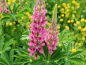 Preview: Lupine Russel 'Gallery Rosa' - Lupinus polyphyllus