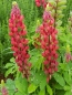 Mobile Preview: Rote Stauden Lupine - Lupinus