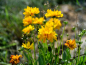 Preview: Hohes Goldgelbes Mädchenauge - Coreopsis grandiflora 'Mayfield Giants'