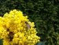 Preview: Saatgut Mahonie - Mahonia aquifolium