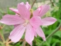 Preview: Präriemalve - Sidalcea malviflora 'Elsie Heugh'