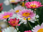 Preview: Margeriten MIX - Chrysanthemum coccineum