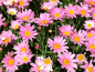 Preview: Margeriten MIX - Chrysanthemum coccineum