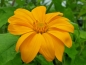 Mobile Preview: Mexikanische Sonnenblume Tithonia speciosa 'Yellow Torch'