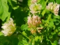 Mobile Preview: Michelis Klee - Trifolium michelianum