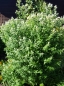 Preview: Amerikanische Bergminze - Pycnanthemum pilosum