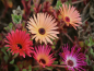 Mobile Preview: Mittagsblume - Mesembryanthemum MIX