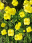 Preview: Gelber Kalifornischer Mohn - Eschscholzia caespitosa 'Monterey Sun'