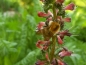 Preview: Roter Natterkopf - Echium russicum