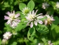 Preview: Perserklee - Trifolium resupinatum