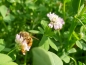 Preview: Perserklee - Trifolium resupinatum