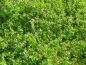 Preview: Saatgut Perserklee - Trifolium resupinatum