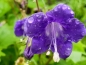 Preview: Großblütige Phacelie - Phacelia grandiflora 'Summertime Blues'