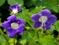 Preview: Großblütige Phacelie - Phacelia grandiflora 'Summertime Blues'