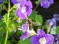 Preview: Saatgut Großblütige Phacelie - Phacelia grandiflora 'Summertime Blues'