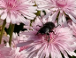 Mobile Preview: Roter Pippau - Crepis rubra