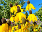 Preview: Gelbe Präriezapfenblume - Ratibida pinnata