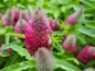 Preview: Purpur-Klee - Trifolium rubens