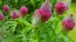 Preview: Saatgut Purpur-Klee - Trifolium rubens