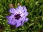 Mobile Preview: Rasselblumen Blau- Catananche caerulea