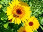 Preview: Ringelblume - Calendula officinalis - "Yellow Crown"