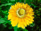 Preview: Ringelblume Greenheart Yellow - Calendula officinalis
