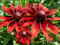 Mobile Preview: Roter Sonnenhut "Cherry Brandy" - Rudbeckia x hirta