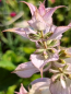 Preview: Muskateller Salbei - Salvia sclarea "Arterner"