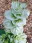 Preview: Weißer Muskateller - Salbei Salvia sclarea var. alba