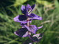 Mobile Preview: Blauer Schopfsalbei - Salvia horminum 'Blue Monday'