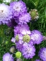 Mobile Preview: Garten Skabiose - Scabiosa atropurpurea 'Oxford Blue'