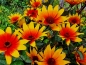 Mobile Preview: Sonnenauge - Heliopsis helianthoides var. scabra - 'Burning Hearts'