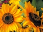 Preview: Sonnenblume Helianthus annuus - 'Abendsonne'