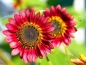 Preview: Sonnenblume Helianthus annuus - 'Abendsonne'