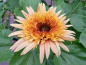 Preview: Sonnenblume Helianthus annuus "Astra Rose Cream"