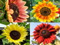 Preview: Sonnenblume Helianthus annuus - 'Autumn Beauty'