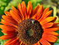 Preview: Sonnenblume Helianthus annuus - 'Avondzon'