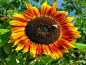 Preview: Sonnenblume Helianthus annuus - 'Avondzon'