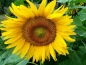 Preview: Sonnenblume