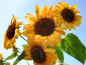 Mobile Preview: Saatgut Gelbe Sonnenblume - Helianthus annuus