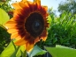 Preview: Sonnenblume - Helianthus annuus "Ring of Fire"