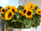 Preview: Zitronengelbe Sonnenblume - Helianthus annuus 'Lemon'