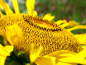 Mobile Preview: Sonnenblume - Helianthus annuus 'Pike's Peak'