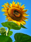 Mobile Preview: Sonnenblume - Helianthus annuus 'Pike's Peak'